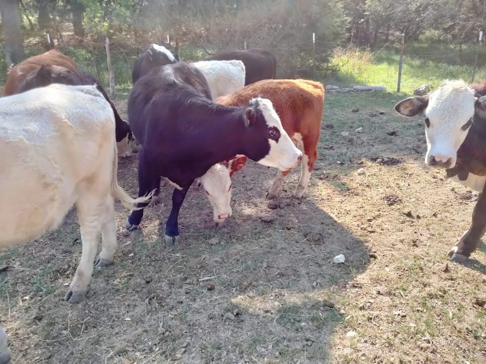 Miscellaneous