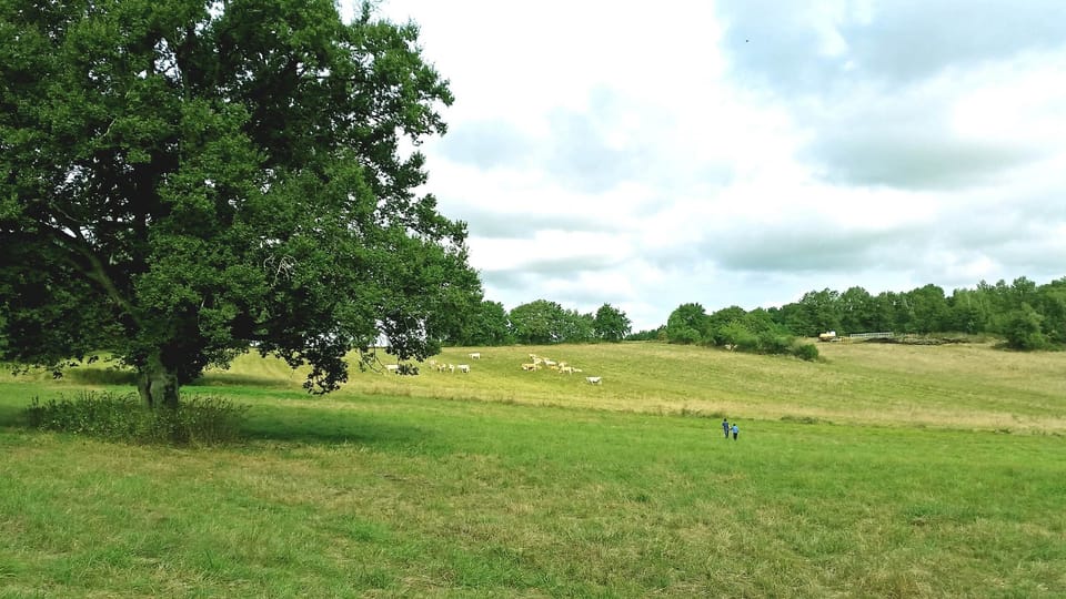 Le pré du Domaine : chênes séculaires, verger, biches et étoiles