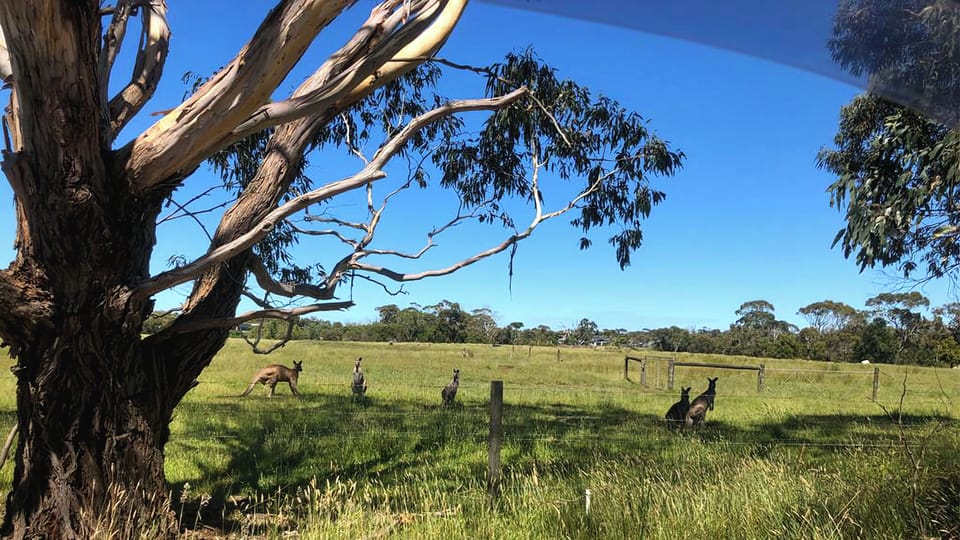 The local kangaroos