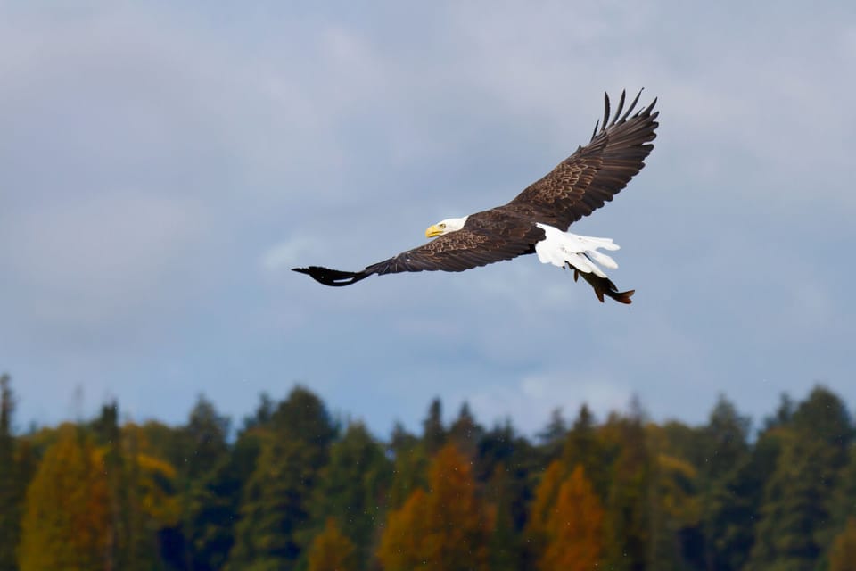 Watch eagles take off from their nest behind the house and soar overhead
