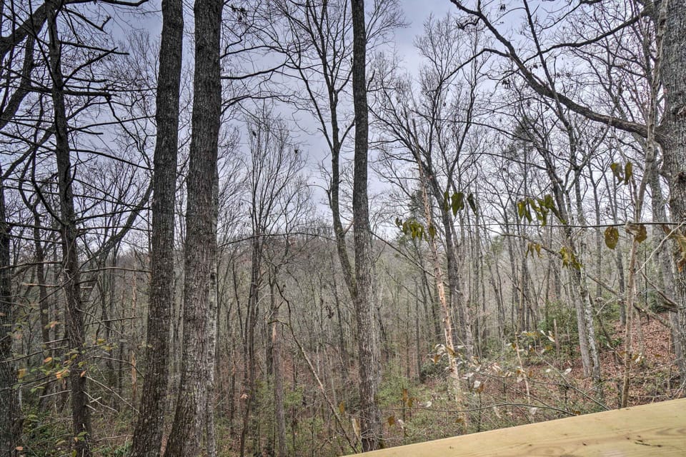 Forest Views from Cabin