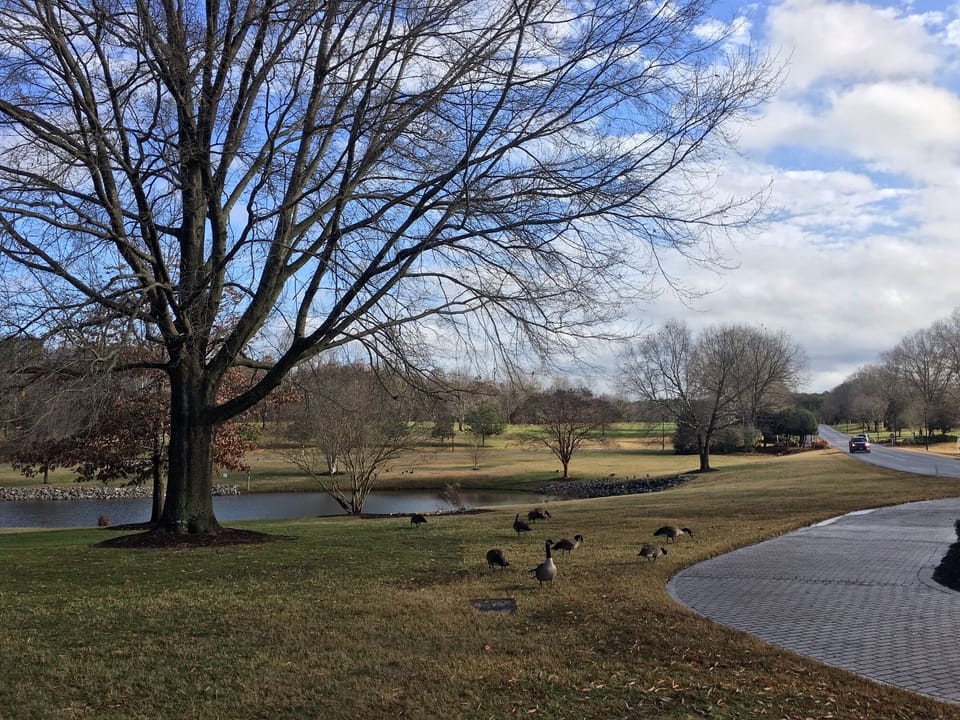 Even the ducks enjoy the views at Historic Powhatan!