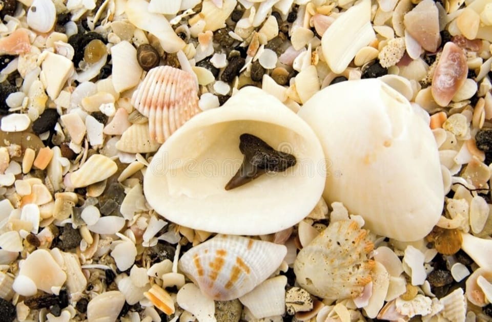 Finding Prehistoric Shark teeth on Casperson Beach 