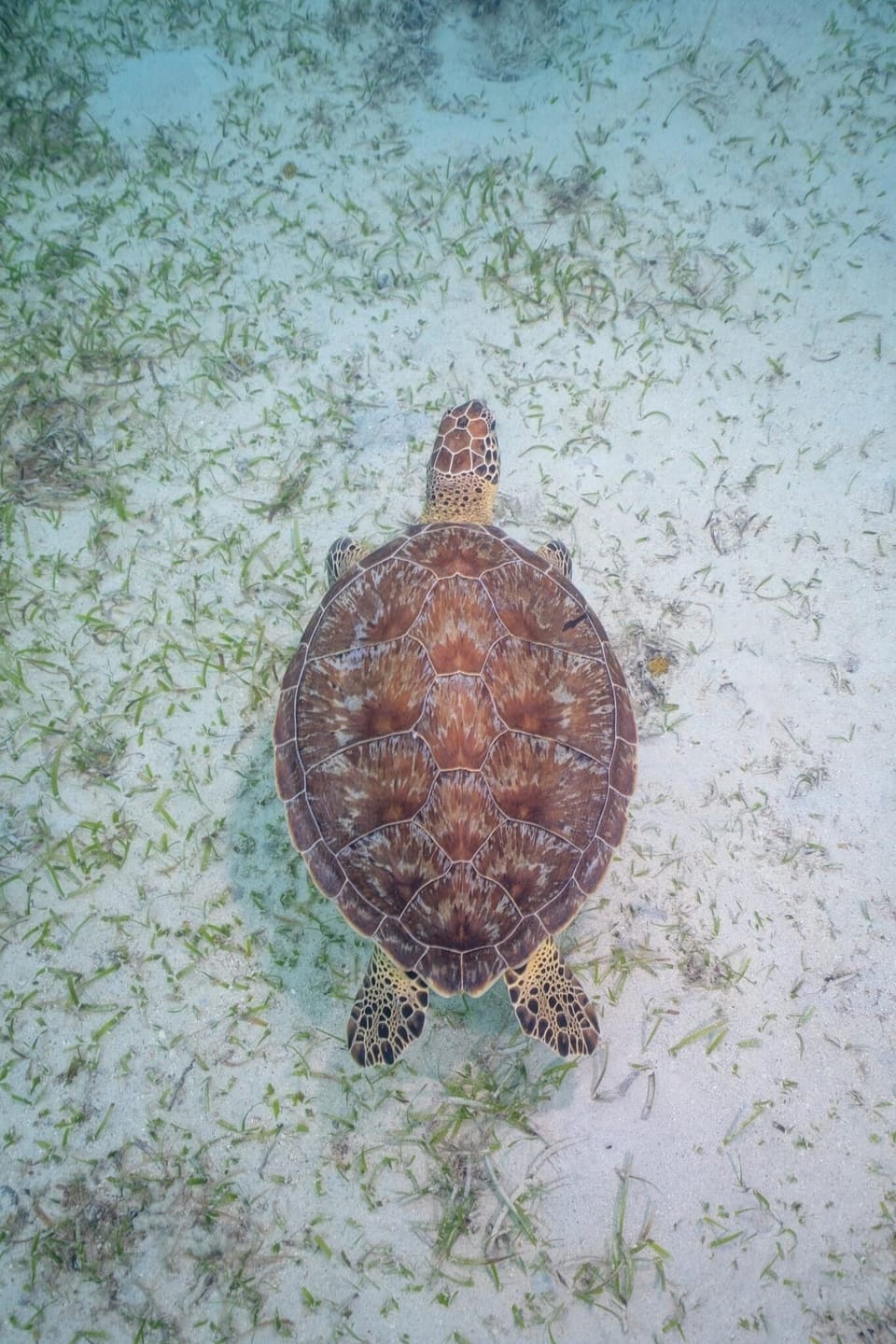 Green Sea Turtle
