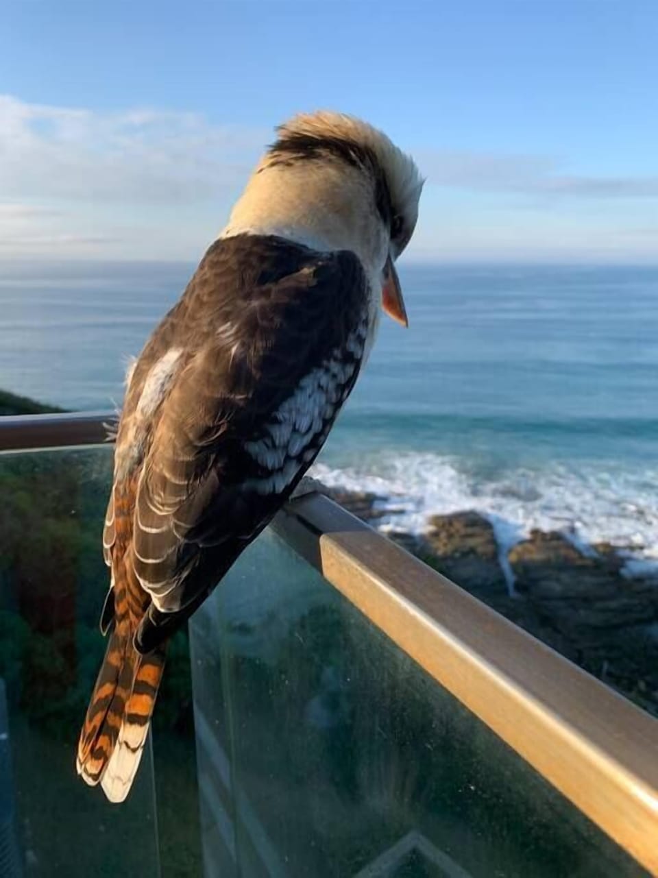 Cheeky visitor
