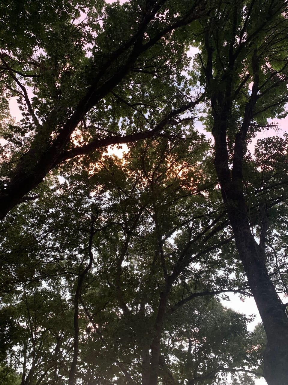 The view when you look up from the deck