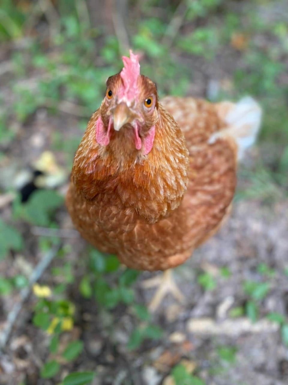 The chickens love visitors. 