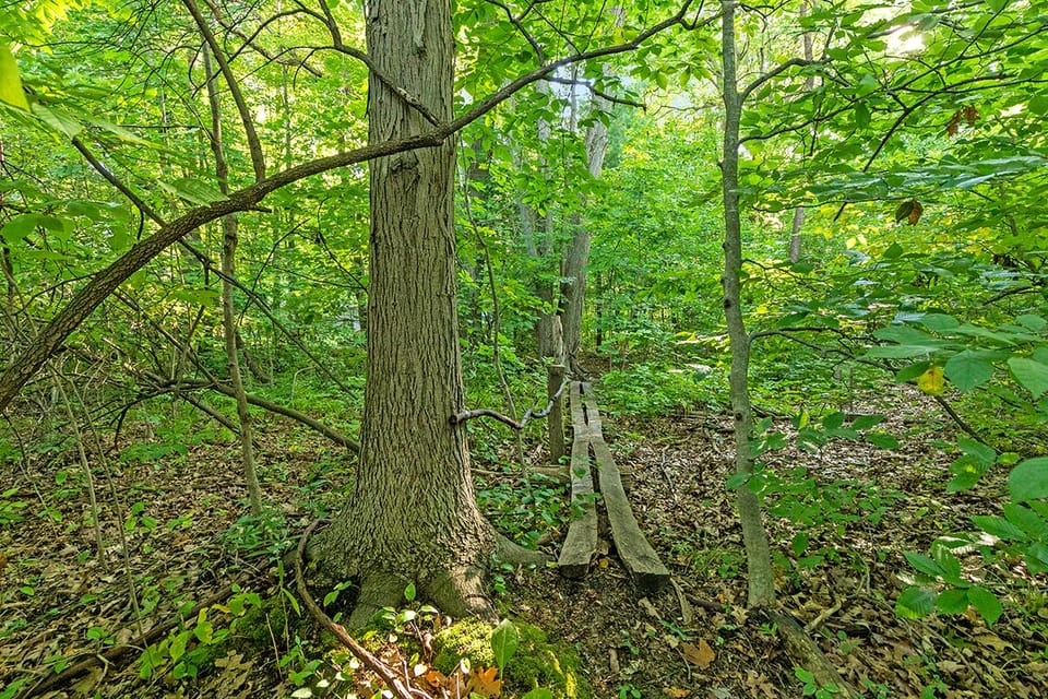 Special path features throughout trails