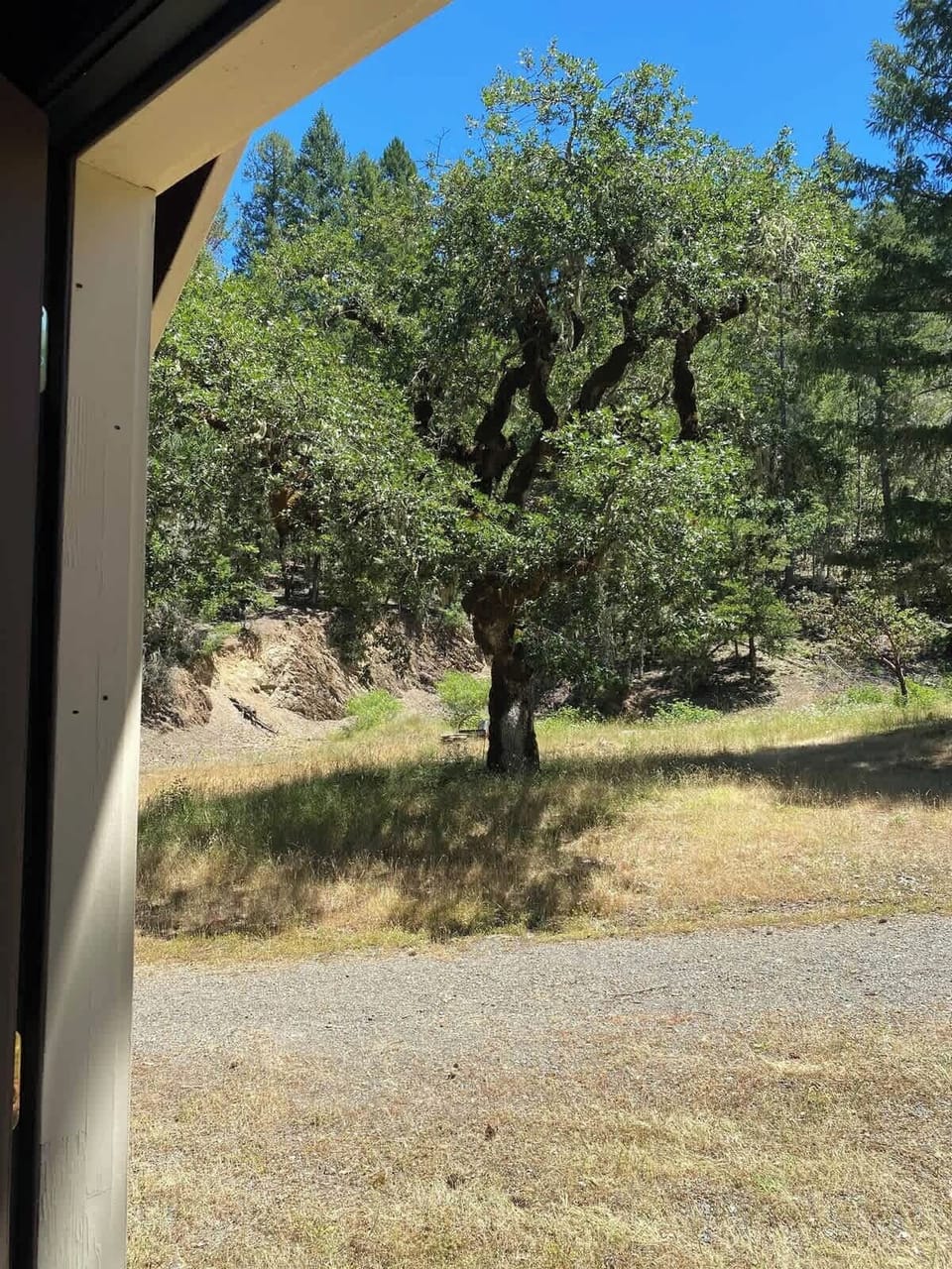 The Grandmother Oak Tree.