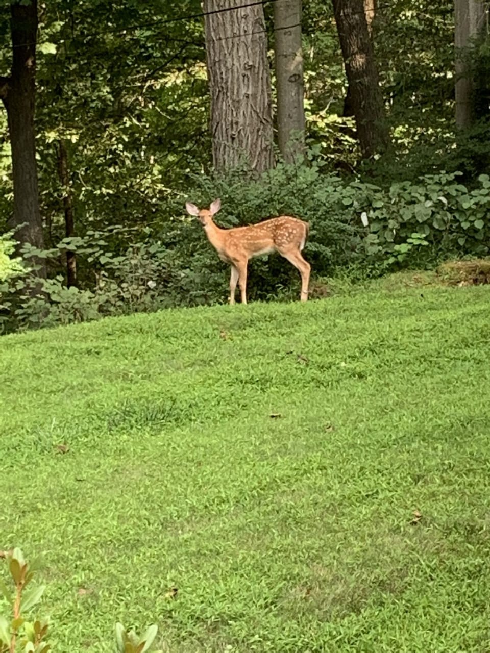 Backyard Natural Environment