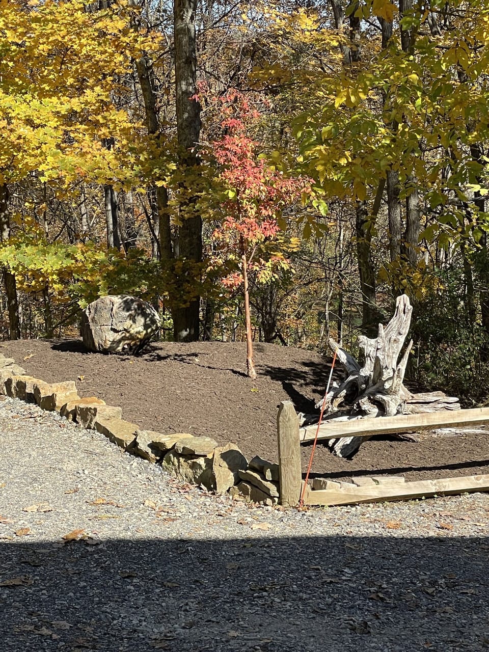 Landscaping planted.  We love the driftwood!