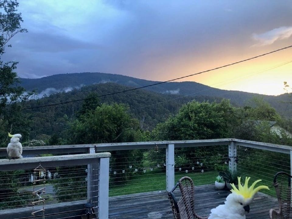 Visiting Cockatoos with Mountain Views
