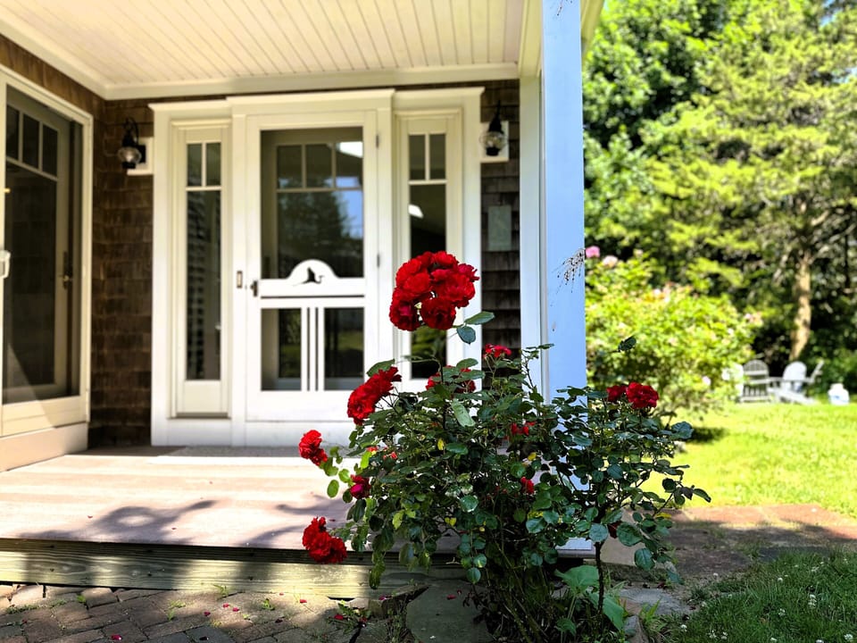 Beautiful summer flowers