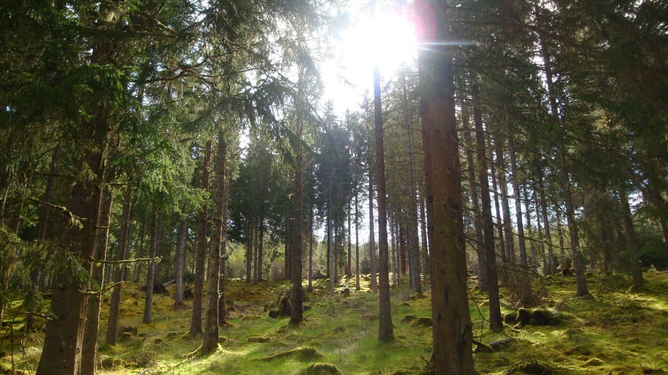 Lots of woodland walks right from your doorstep