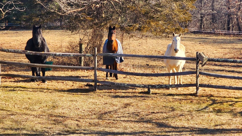 Three very friendly horses on the property