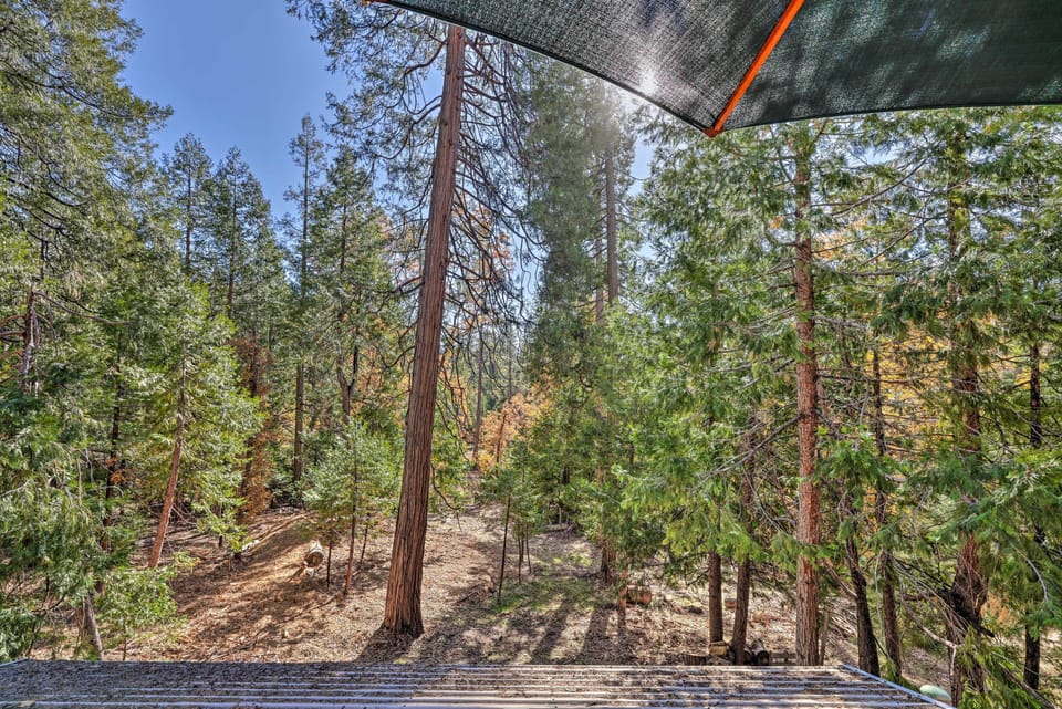 Backyard | Forest View