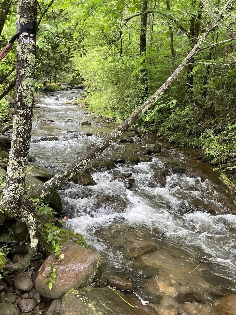 Walk the bridge over Greenbriar Creek to a bench surrounded by nature.