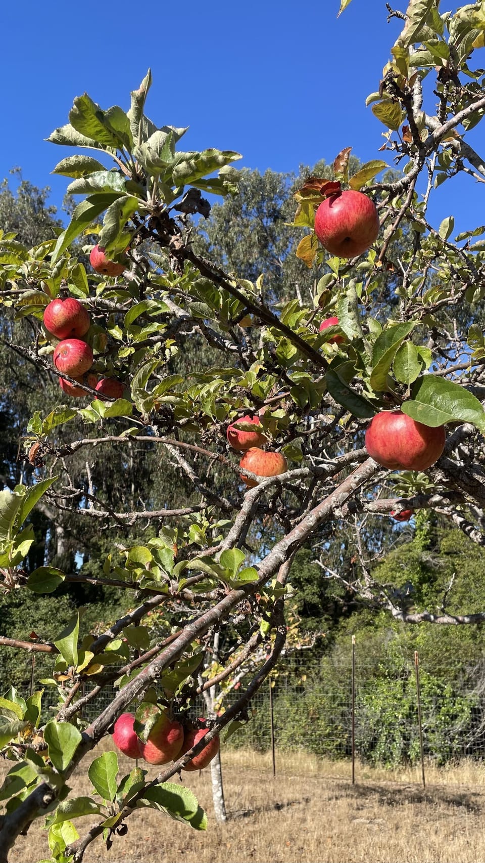We have two apple orchards and various plum trees around the property