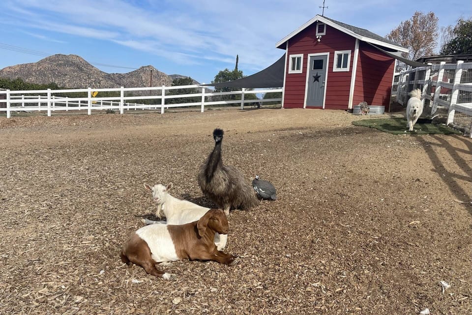 Watch Goats, Mini Pigs, Emu, Peacock, Guinea Fowl, Chickens and Roosters at Chick-Ranch