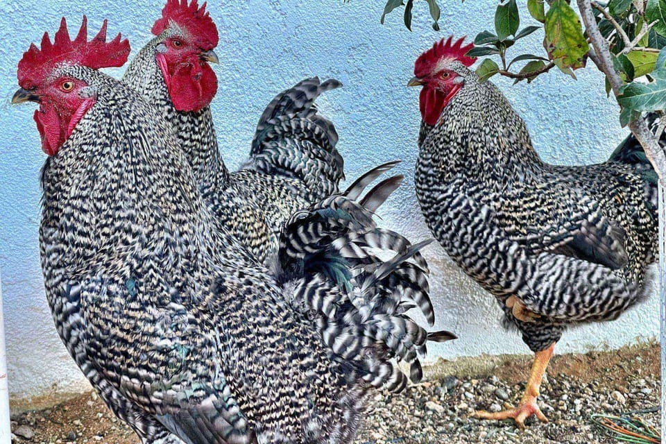 Free Ranging Roosters at Chick-Ranch