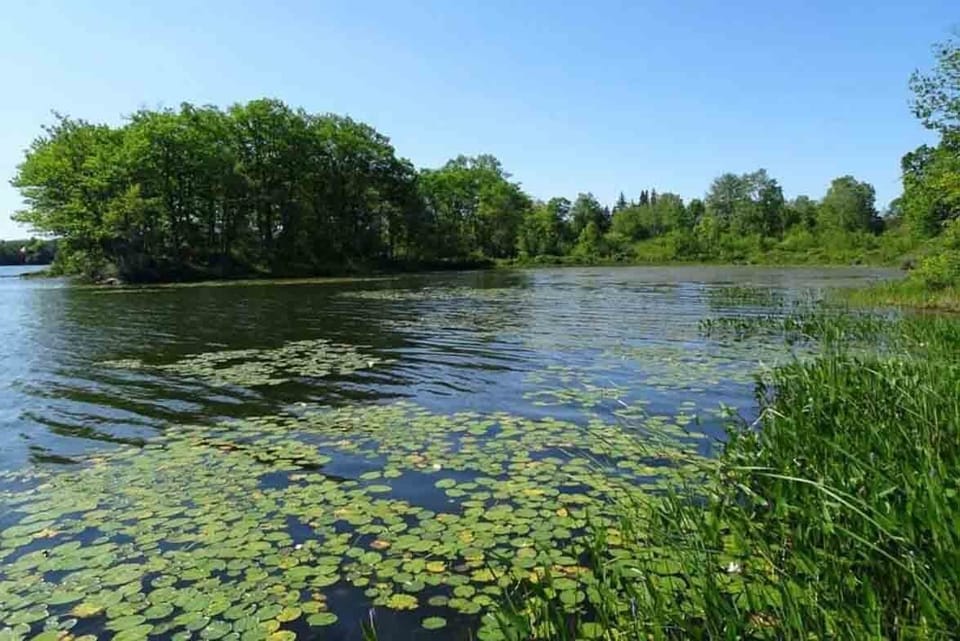 Lily Pads