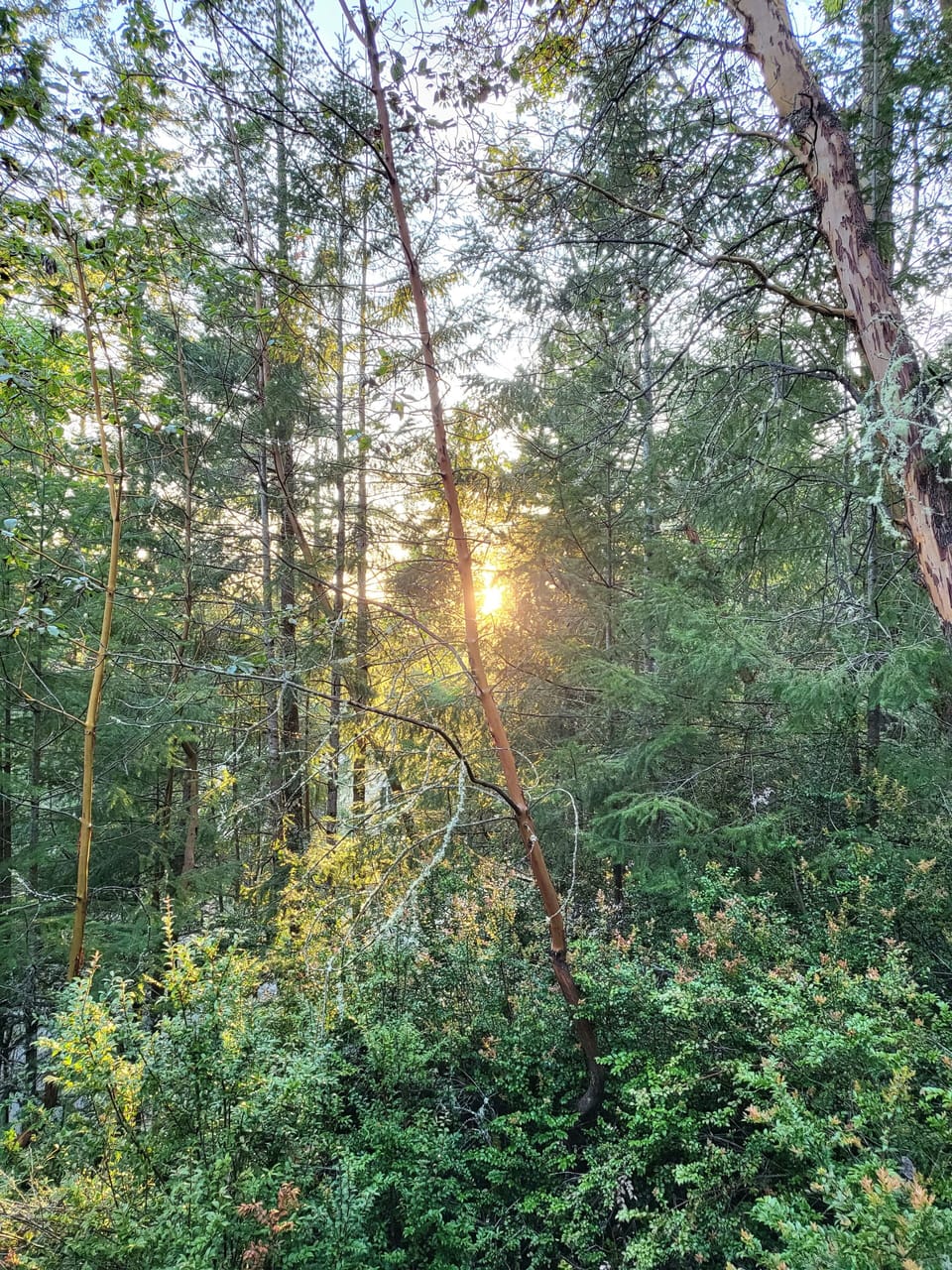 View from yard of surrounding trees. 
