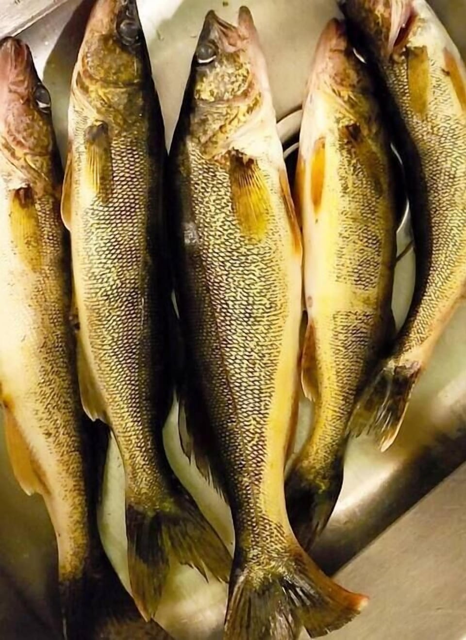 Guest sharing their catches from last year July 1st on the lake