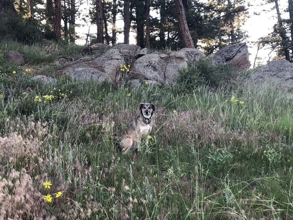 The hill behind the house 