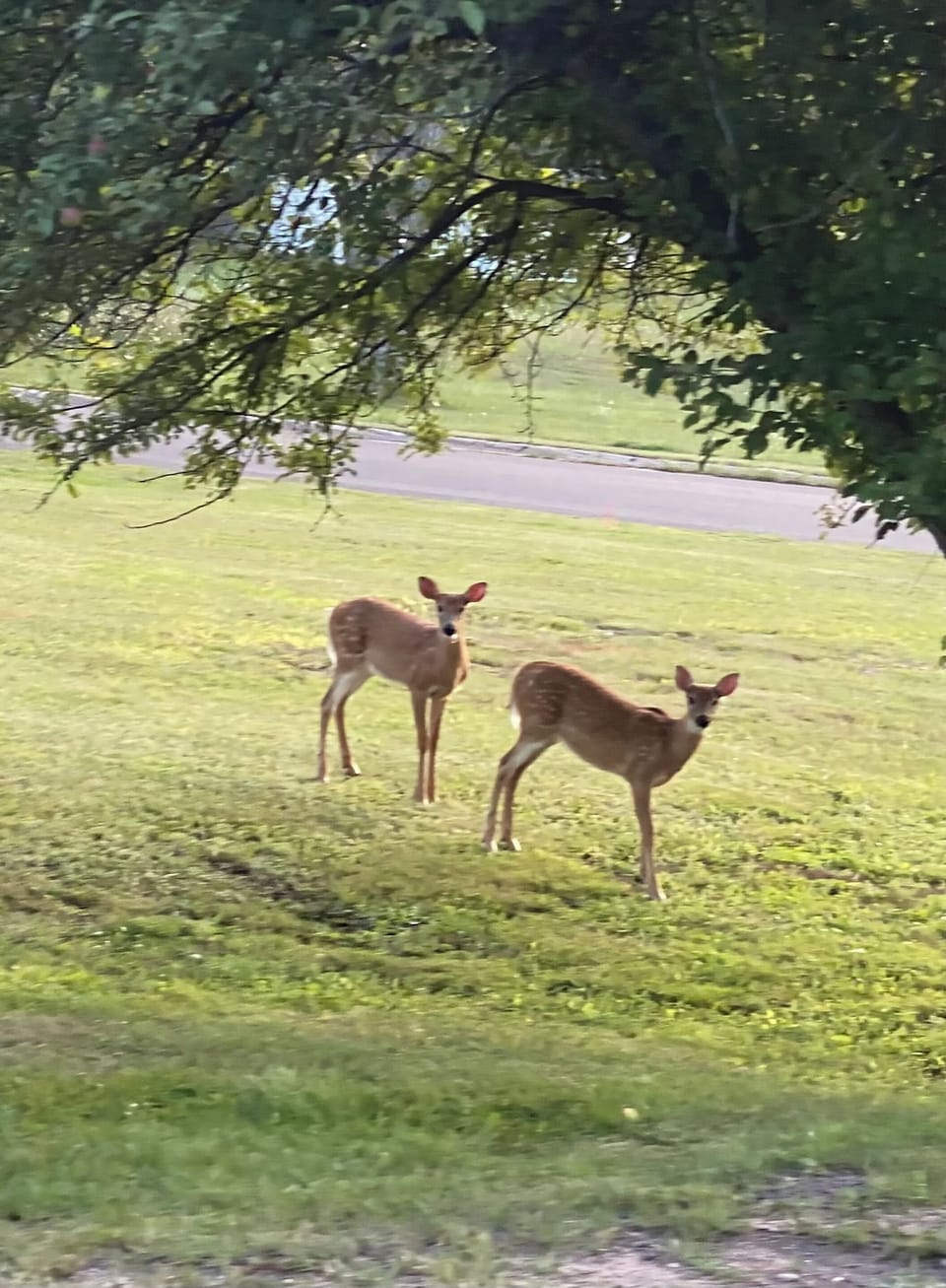 Deer wandering through the yard