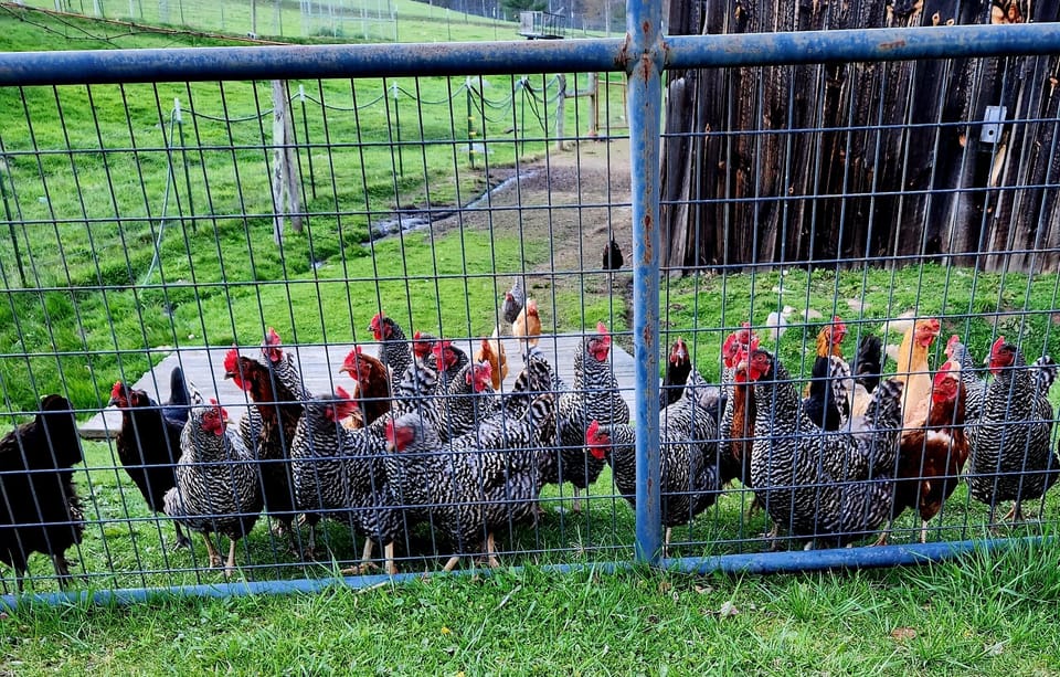 The "Welcome Gang"