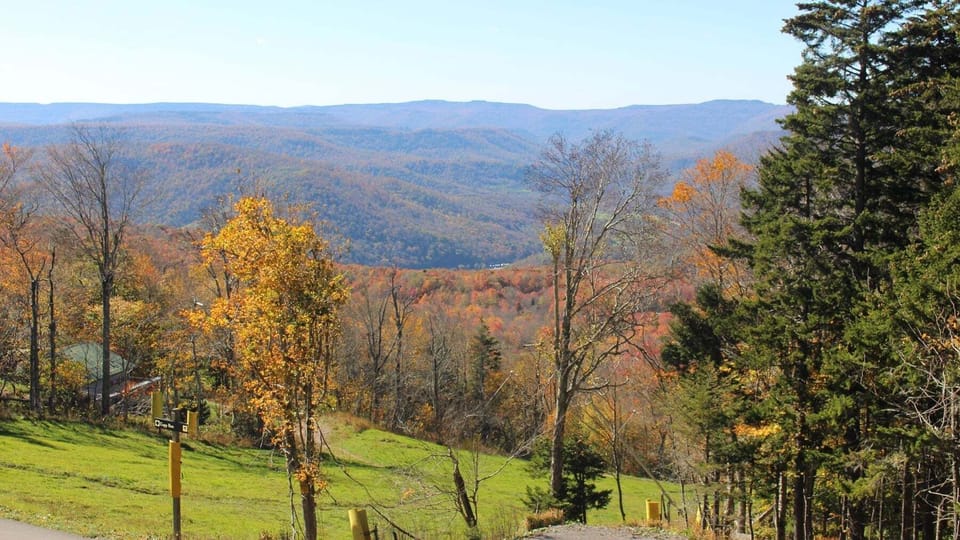 Tree, Fir, Scenery, Outdoors, Nature