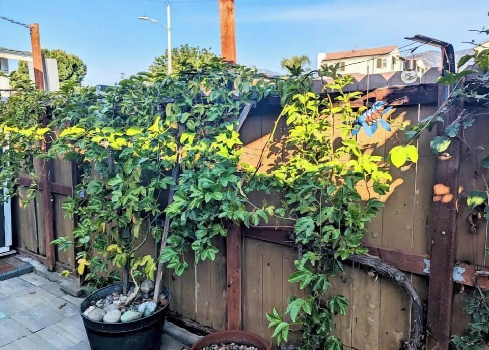 Patio plant
