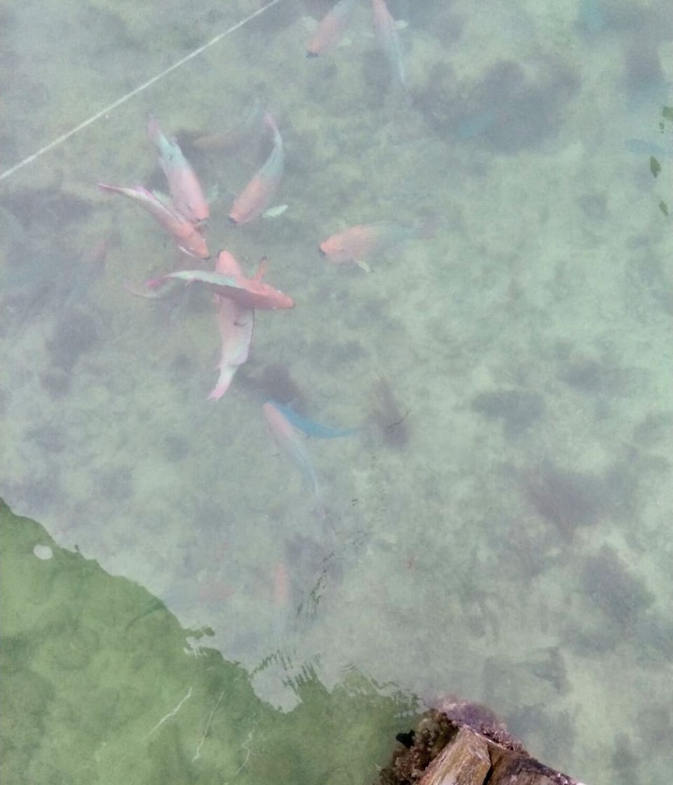 Feed or swim with the fish off the dock