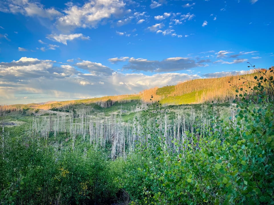 An easy + beautiful trail behind The Den [photo from early September].
