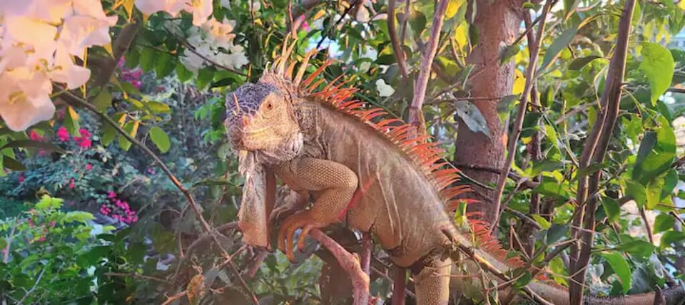 Resident Iguana "Iggy" in the treetops
