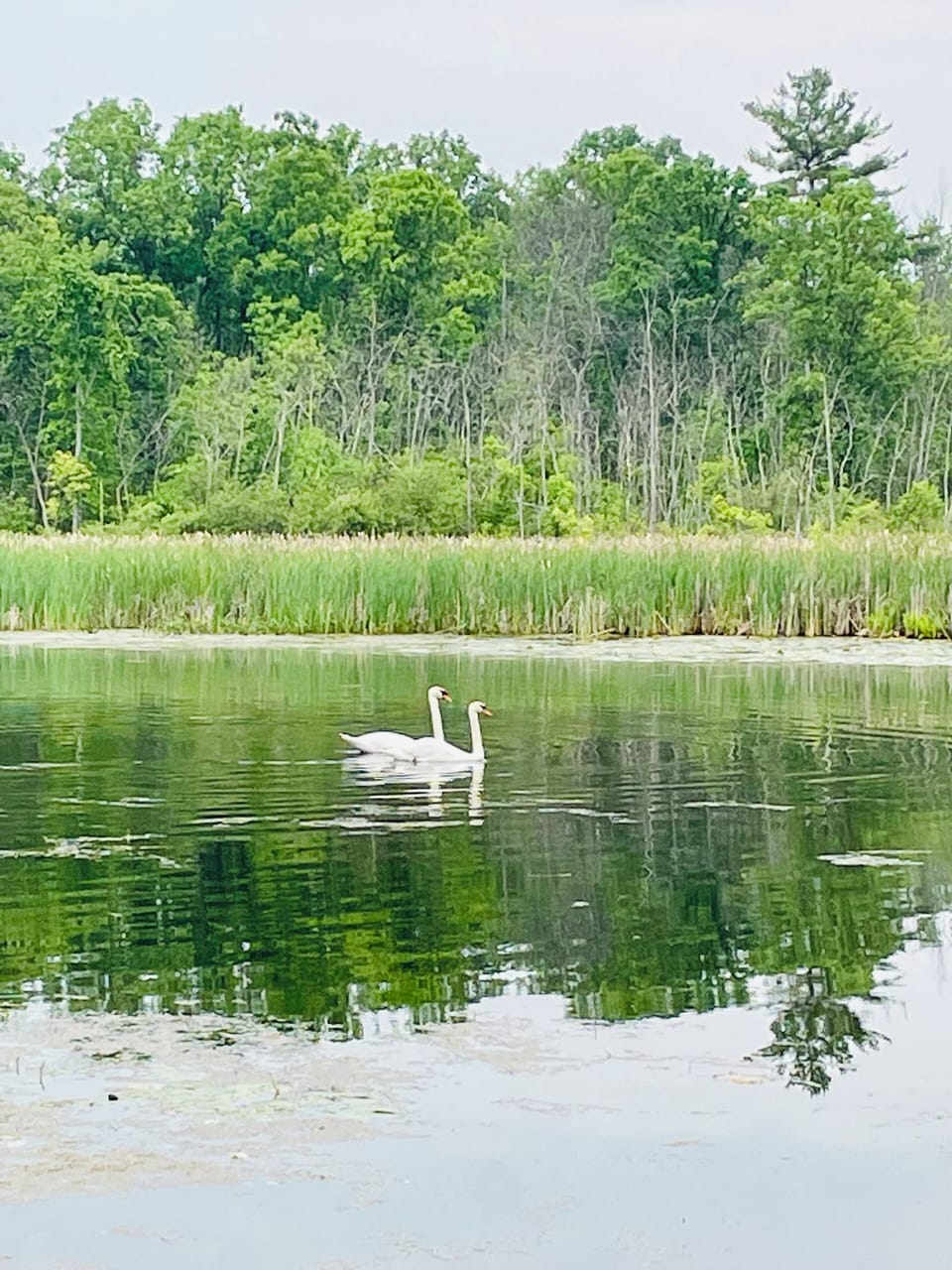 Two swans slowly gliding on the river (seasonal). 