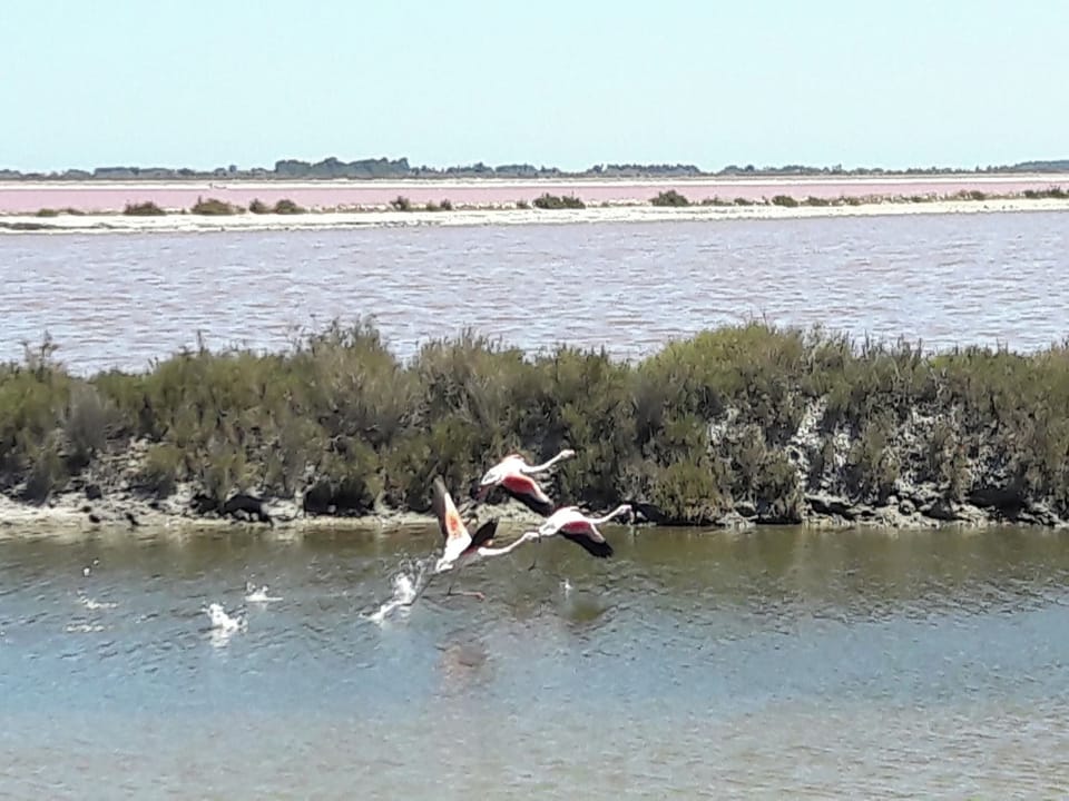 Region [summer] (>5 km)