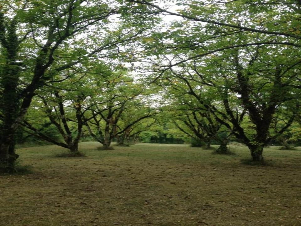 Region [summer] (>5 km)