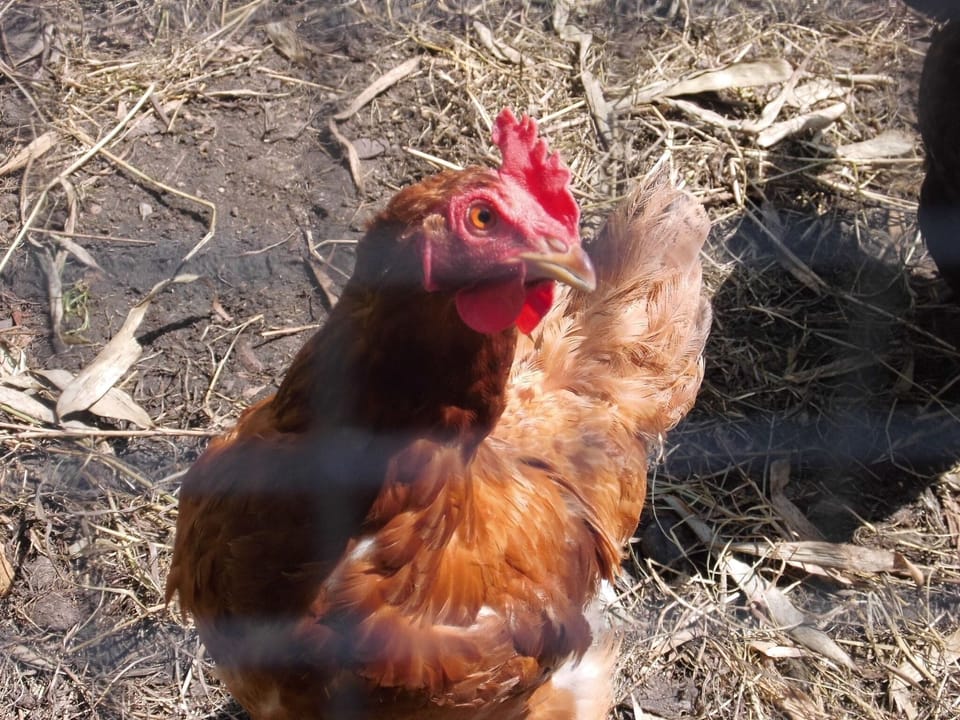 Surroundings [summer] (1-5 km)