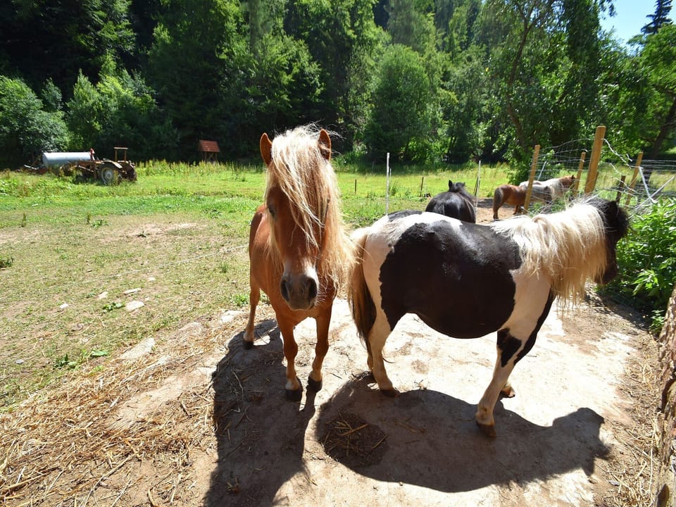 Holiday Home Facilities and Services