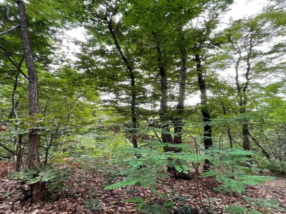 Region [summer] (>5 km)