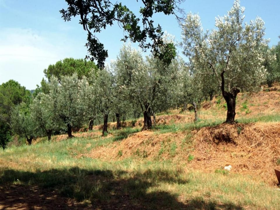 Region [summer] (>5 km)