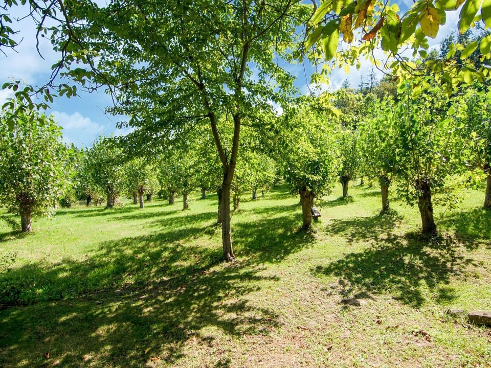 Immediate Surroundings [summer] (<1 km)