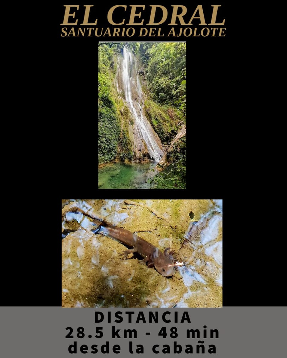 El Cedral - Santuario del Ajolote