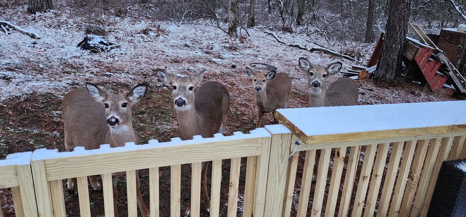 Yes, They will walk right up to you and beg  for yummies.    