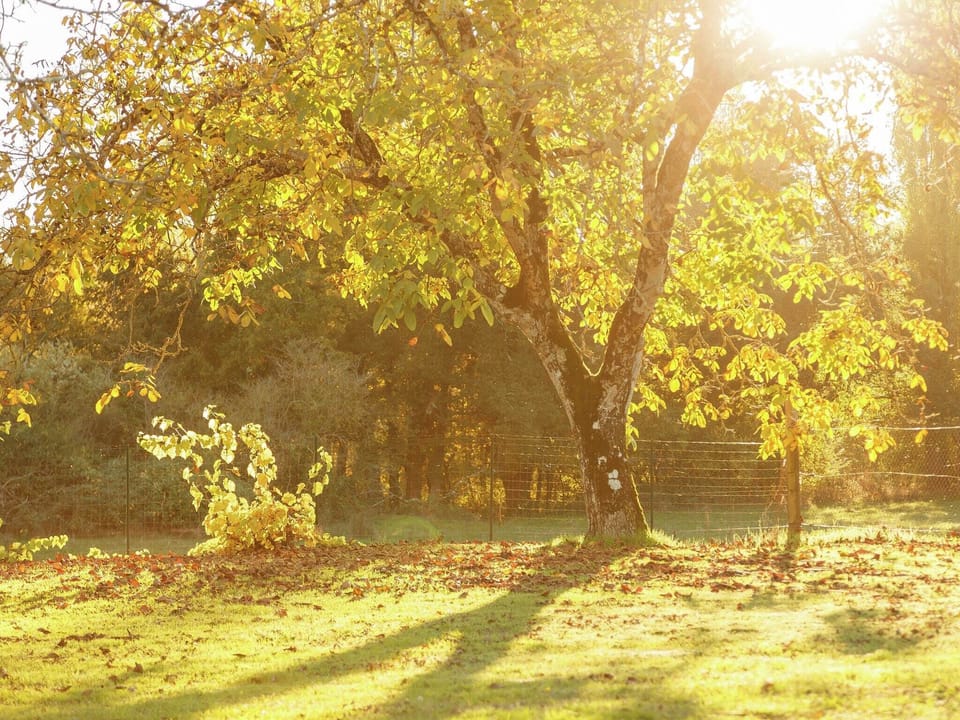 Garden [summer]