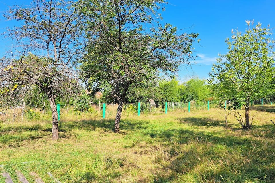Garden [summer]
