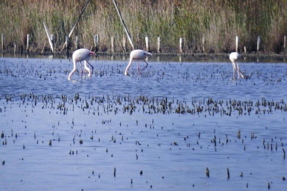 Region [summer] (>5 km)