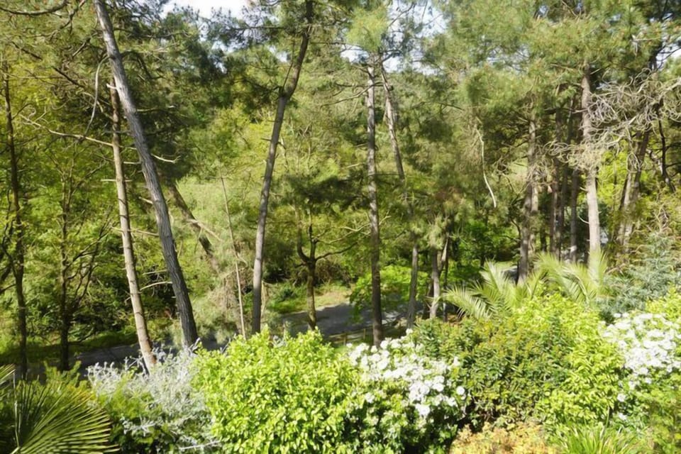 Garden [summer]