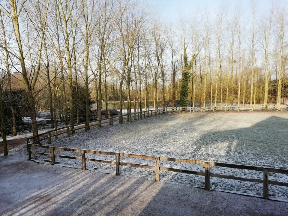 Garden [winter]